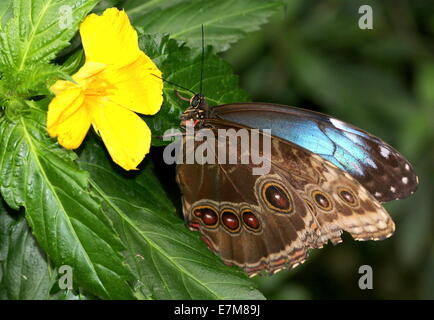 Grand bleu tropical (Morpho peleides Morpho) se nourrissant sur une fleur jaune Banque D'Images