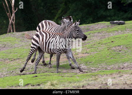 Deux feisty zèbres de Grant (Equus quagga boehmi) chassant les uns les autres Banque D'Images