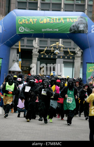 Londres, Royaume-Uni. Sep 20, 2014. Les participants courent durant la 11ème 'Great Gorilla Run' à Londres, Angleterre le 20 septembre 2014. Des centaines de personnes en costumes de gorilles ont pris part à la course 8km Great Gorilla gorilla organisé par l'organisation, visant à recueillir des fonds pour aider à sauver des vies et préserver les habitats de gorilles en Afrique, qui sont considérés comme une espèce en voie de disparition. © Bimal Gautam/Xinhua/Alamy Live News Banque D'Images