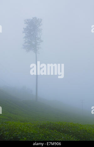 Image - un arbre dans la brume entre dans la ferme de thé Banque D'Images