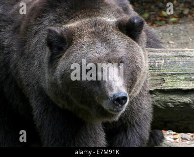 Eurasian ours brun (Ursus arctos arctos) gros plan de la tête et le museau Banque D'Images