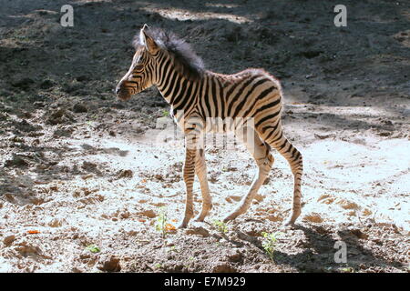 Un mois d'ancienneté le zèbre de Chapman (Equus quagga chapmani poulain) marche sur une plaine sableuse au soleil Banque D'Images