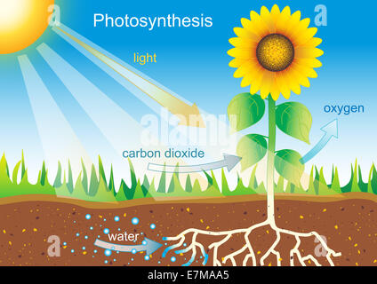 Diagramme de processus de photosynthèse avec illustration de tournesol idéal pour l'enseignement des sciences, les études de biologie et la sensibilisation à l'environnement Banque D'Images