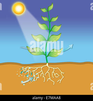 Photosynthèse et absorption d'eau chez les plantes – illustration de la science de l'éducation idéale pour l'enseignement de la biologie, la science de l'environnement et la botanique Banque D'Images