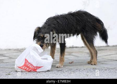 Rue de nourriture chien dans village grec Banque D'Images