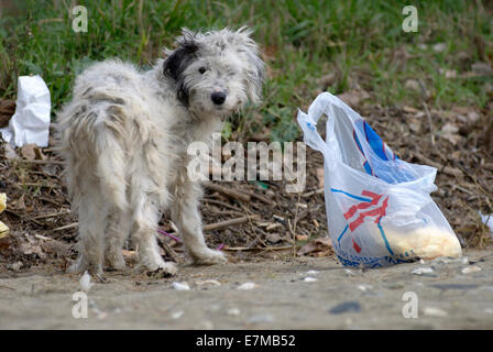 Rue de nourriture dog on beach Banque D'Images