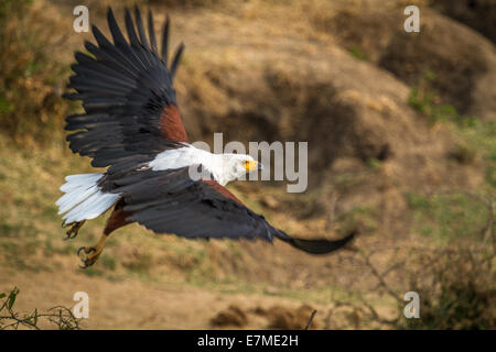 Un poisson africain eagle décolle. Tourné près du canal de Kazinga en Ouganda, l'Afrique. Banque D'Images