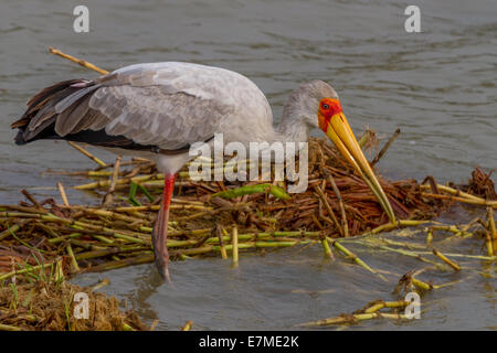 Une Cigogne à bec jaune (Mycteria ibis) poissons dans le canal Kazinga en Ouganda, l'Afrique. Banque D'Images