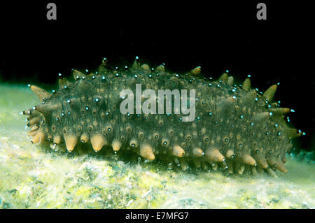 Concombre de mer épineux japonais ou Japonais (concombre de mer Apostichopus japonicus) Mer du Japon (mer de l'Est) Banque D'Images