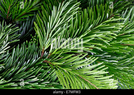 Gros plan d'une branche de sapin vert Banque D'Images