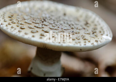 Coulemelle (Macrolepiota procera) Banque D'Images