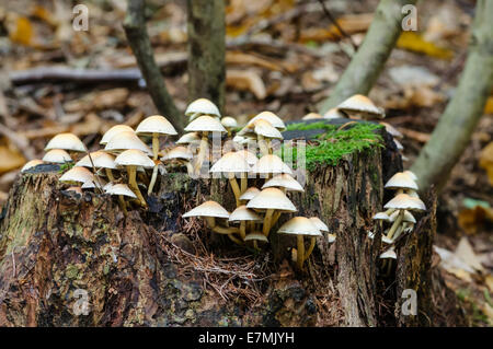 Touffe de soufre (Hypholoma fasciculare) en cluster, woodlover alias touffe de soufre, poussant sur une souche d'arbre Banque D'Images