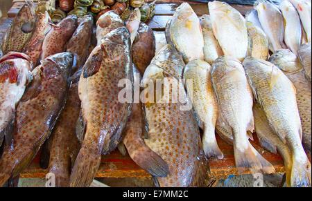 Le poisson frais sur le marché aux poissons de Maputo Banque D'Images