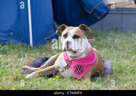 Chien croisé Molly avec un foulard Volkswagen rose sur un lit de pose de chien dans un camping Banque D'Images