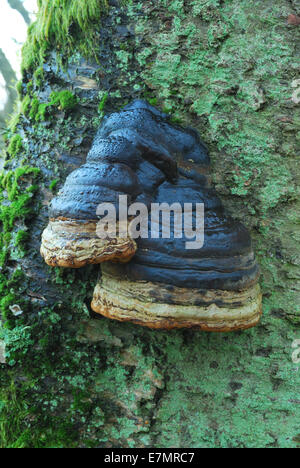 Hoof champignon dans le Loch Leven NNR Banque D'Images