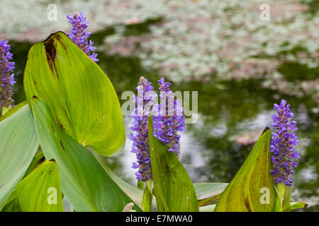 Fleurs et feuillages de Pickerel, mauvaises herbes Pontederia cordata Banque D'Images