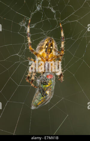 Un jardin araignée Araneus diadematus (fêtes) sur un piège fraîchement bouteille verte voler (Lucilla ceasar) Banque D'Images