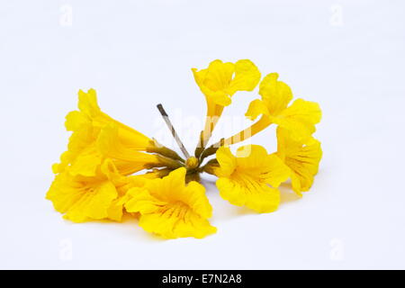 Caraïbes Tabebuia aurea) fleurs sur fond blanc Banque D'Images