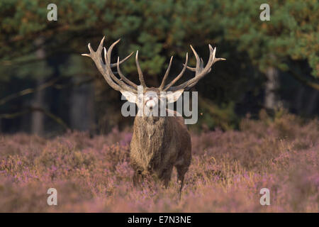 Red Deer stag sur la lande Banque D'Images