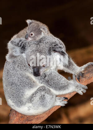 Gorgeous koalas au Newcastle Blackbutt Banque D'Images