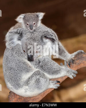 Gorgeous koalas au Newcastle Blackbutt Banque D'Images