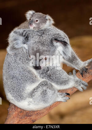 Gorgeous koalas au Newcastle Blackbutt Banque D'Images