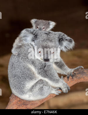 Gorgeous koalas au Newcastle Blackbutt Banque D'Images