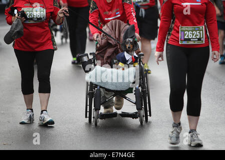 Ottawa, Canada. Sep 21, 2014. Un chien déclenche dans un fauteuil roulant à l'Armée du Canada 2014 à Ottawa, Canada, le 21 septembre, 2014. Les soldats blessés et les athlètes handicapés ont été parmi les 25 000 coureurs à l'événement annuel qui aide à recueillir des fonds pour les familles des militaires. Credit : Cole Burston/Xinhua/Alamy Live News Banque D'Images