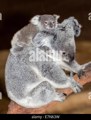 Gorgeous koalas au Newcastle Blackbutt Banque D'Images