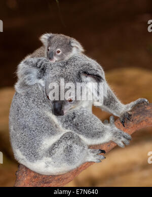 Gorgeous koalas au Newcastle Blackbutt Banque D'Images