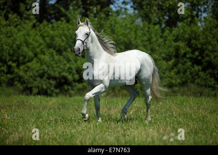 Cheval blanc andalou galopante - on meadow Banque D'Images