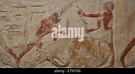 Offres donnant un taureau (abattage) Scène de la tombe de la princesses Idut à Saqqara (sakkarah) 2300 B.C Banque D'Images