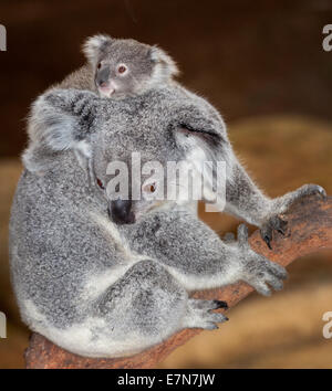 Gorgeous koalas au Newcastle Blackbutt Banque D'Images