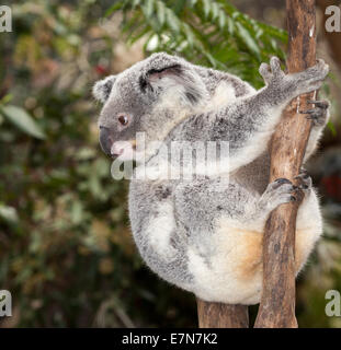 Gorgeous koalas au Newcastle Blackbutt Banque D'Images