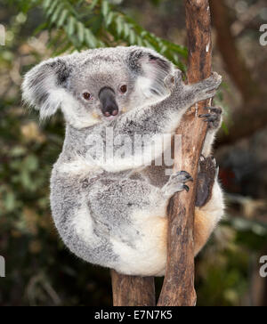 Gorgeous koalas au Newcastle Blackbutt Banque D'Images