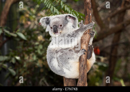 Gorgeous koalas au Newcastle Blackbutt Banque D'Images