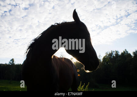 La Bohême du sud, montagnes Novohradske, champ, prairie, Ciel, nuages, ciel nuageux, vert, bleu, couleur, parcourir à cheval le pâturage, le 8 septembre 2014 (CTK Photo/Libor Sojka) Banque D'Images