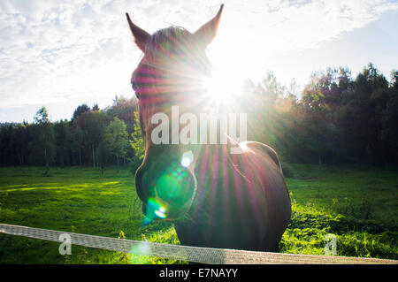 La Bohême du sud, montagnes Novohradske, champ, prairie, Ciel, nuages, ciel nuageux, vert, bleu, couleur, parcourir à cheval le pâturage, le 8 septembre 2014 (CTK Photo/Libor Sojka) Banque D'Images