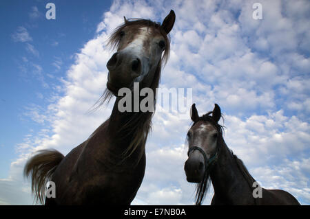 La Bohême du sud, montagnes Novohradske, champ, prairie, Ciel, nuages, ciel nuageux, la couleur bleue, cheval de pâturage, parcourir, 8 septembre 2014 (CTK Photo/Libor Sojka) Banque D'Images