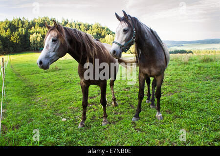 La Bohême du sud, montagnes Novohradske, champ, prairie, Ciel, nuages, ciel nuageux, vert, bleu, couleur, parcourir à cheval le pâturage, le 8 septembre 2014 (CTK Photo/Libor Sojka) Banque D'Images