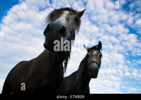 La Bohême du sud, montagnes Novohradske, champ, prairie, Ciel, nuages, ciel nuageux, la couleur bleue, cheval de pâturage, parcourir, 8 septembre 2014 (CTK Photo/Libor Sojka) Banque D'Images