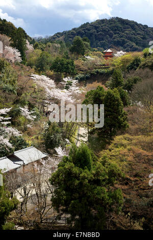 Vue sur les collines et la forêt avec près de temple Kiyomizu pagode pendant la saison des cerisiers en fleur, Temple Kiyomizu-dera, Kyoto, Japon, Asie Banque D'Images