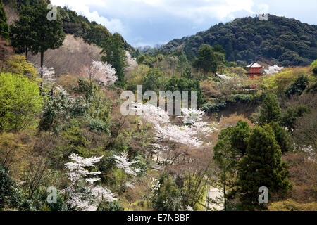 Vue sur les collines et la forêt avec près de temple Kiyomizu pagode pendant la saison des cerisiers en fleur, Temple Kiyomizu-dera, Kyoto, Japon, Asie Banque D'Images