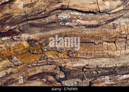 Vieux tronc de noyer détail texture que dans le milieu naturel. Banque D'Images