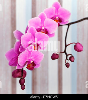 Gros plan de fleur orchidée rose sur un fond rayé pastel Banque D'Images