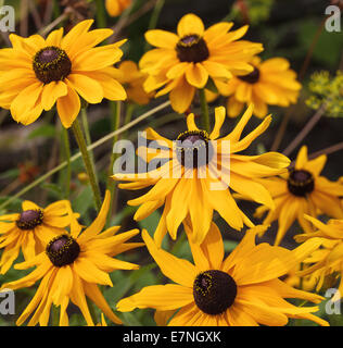 Cône jaune fleur (Rudbeckia) sur arrière-plan flou Banque D'Images