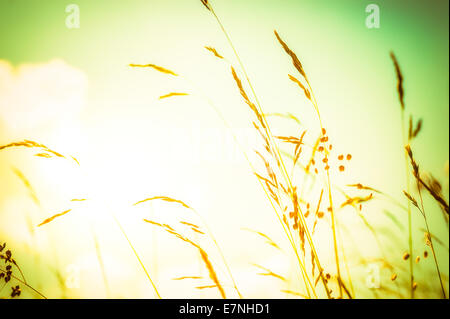 Amazing lever du soleil à l'été prairie avec les fleurs sauvages sous golden sky. Nature floral background Banque D'Images