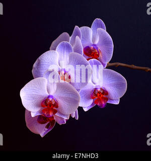 Branche d'orchidée bleu fleurs sur fond noir Banque D'Images