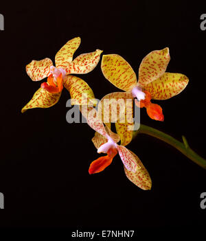 Branche d'orchidée jaune fleurs sur fond noir Banque D'Images