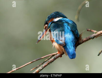 Kingfisher (Alcedo eurasien femelle atthis) posant sur une branche au-dessus de l'eau pendant la pêche Banque D'Images